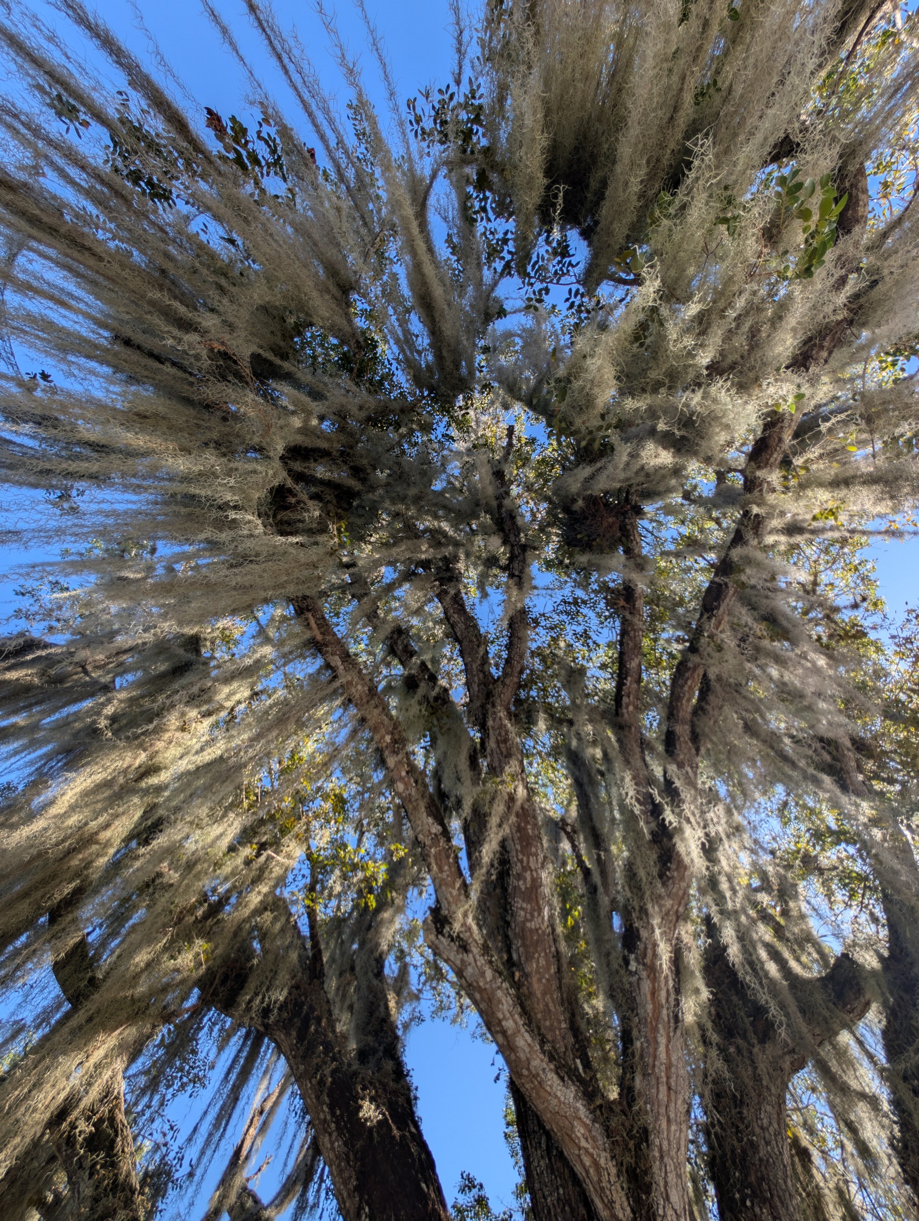 Spanish Moss (Tillandsia usneoides) - PlantNative.org Spanish Moss (Tillandsia usneoides) hanging in long gray-green festoons from live oak branches against a blue sky