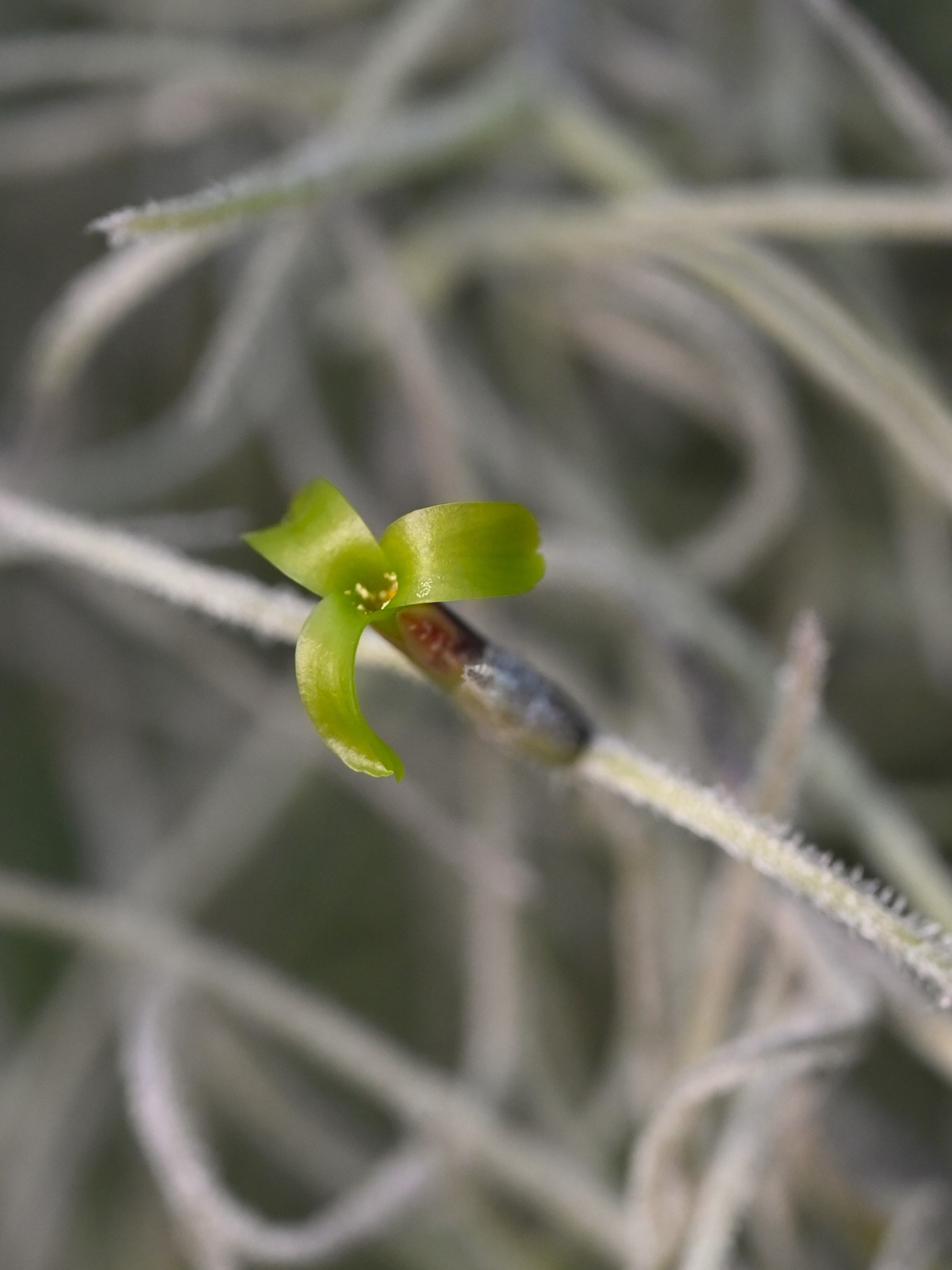 Spanish Moss (Tillandsia usneoides) - PlantNative.org Close-up of a tiny pale green Spanish Moss (Tillandsia usneoides) flower emerging from a silvery scaled stem