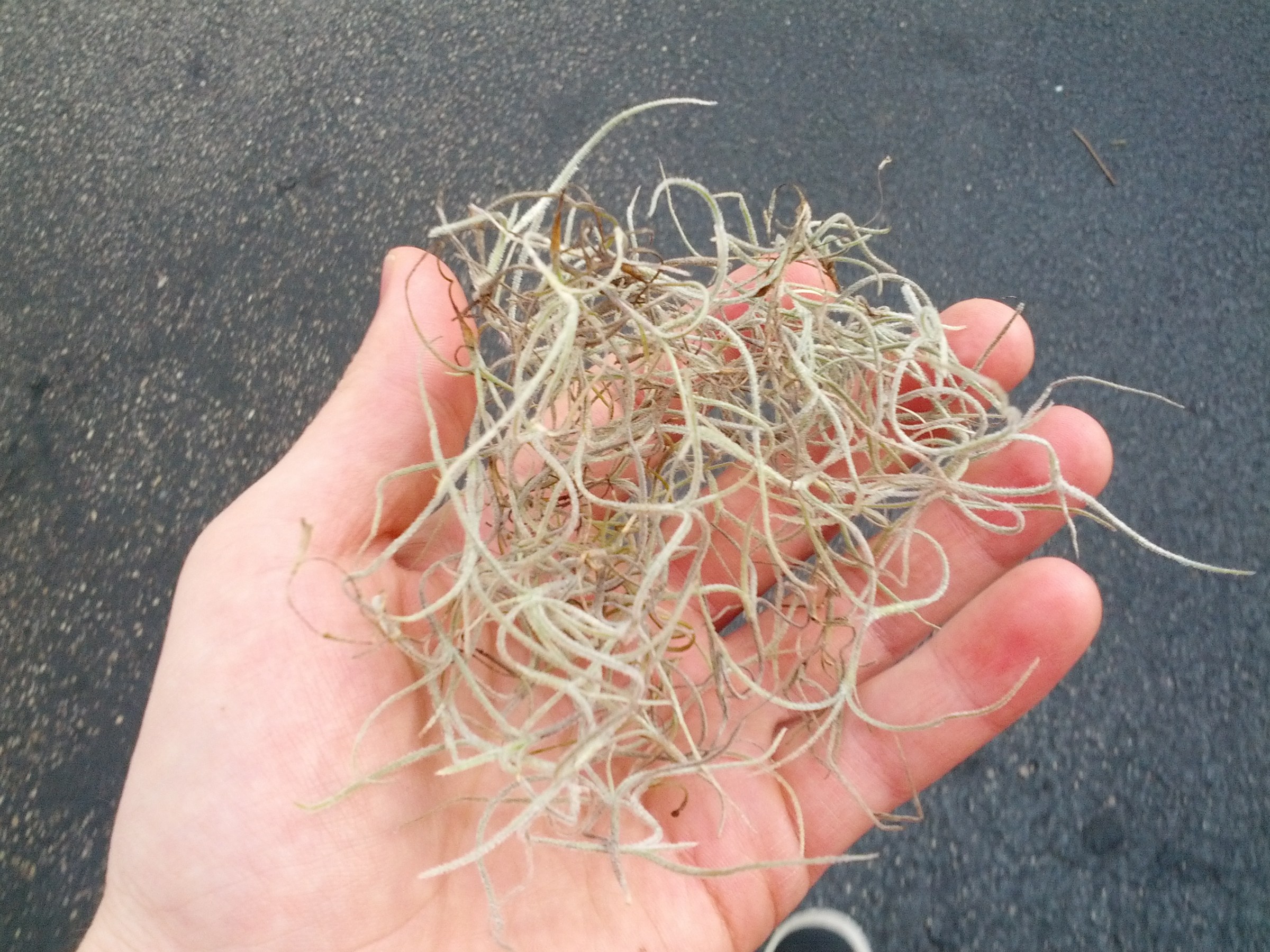 Spanish Moss (Tillandsia usneoides) - PlantNative.org A handful of dry, wiry Spanish Moss (Tillandsia usneoides) strands held in a hand, showing the plant's fine scaled texture