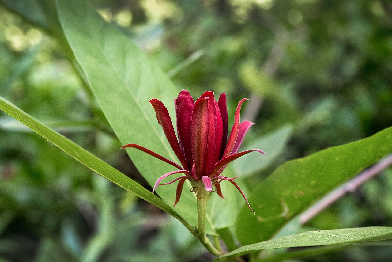 Western Spicebush (Calycanthus occidentalis) - PlantNative.org Close-up of western spicebush (Calycanthus occidentalis) wine-red strap-petaled flower surrounded by glossy green leaves