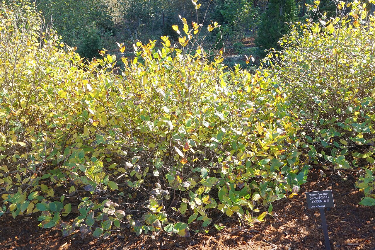 Western Spicebush (Calycanthus occidentalis) - PlantNative.org Western spicebush (Calycanthus occidentalis) large rounded deciduous shrub with dense green foliage in a garden setting