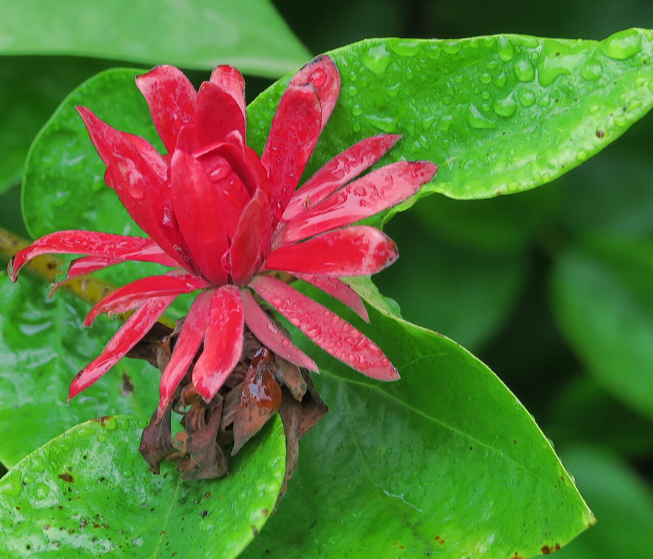 Western Spicebush (Calycanthus occidentalis) - PlantNative.org Western spicebush (Calycanthus occidentalis) shrub with maroon flowers growing among glossy foliage at a botanic garden
