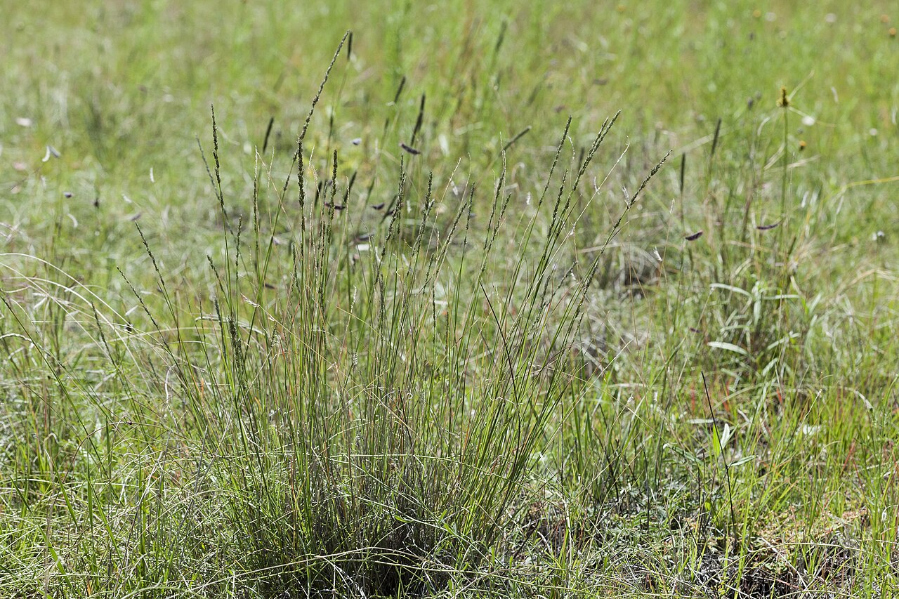 Spike Muhly (Muhlenbergia wrightii) - PlantNative.org Clump of spike muhly (Muhlenbergia wrightii) grass with narrow upright seed heads growing in a New Mexico grassland
