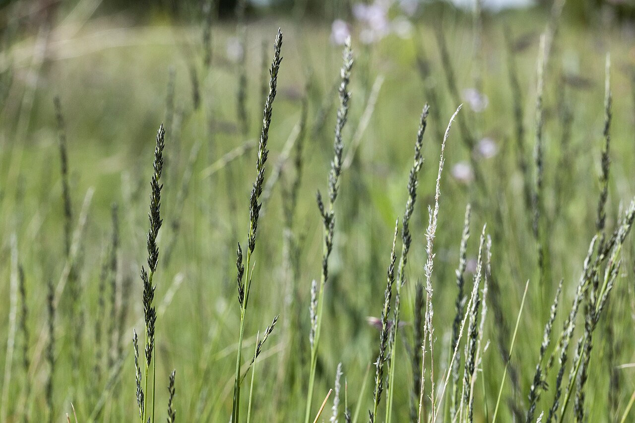 Spike Muhly (Muhlenbergia wrightii) - PlantNative.org Spike muhly (Muhlenbergia wrightii) growing among wildflowers in a high-elevation New Mexico meadow