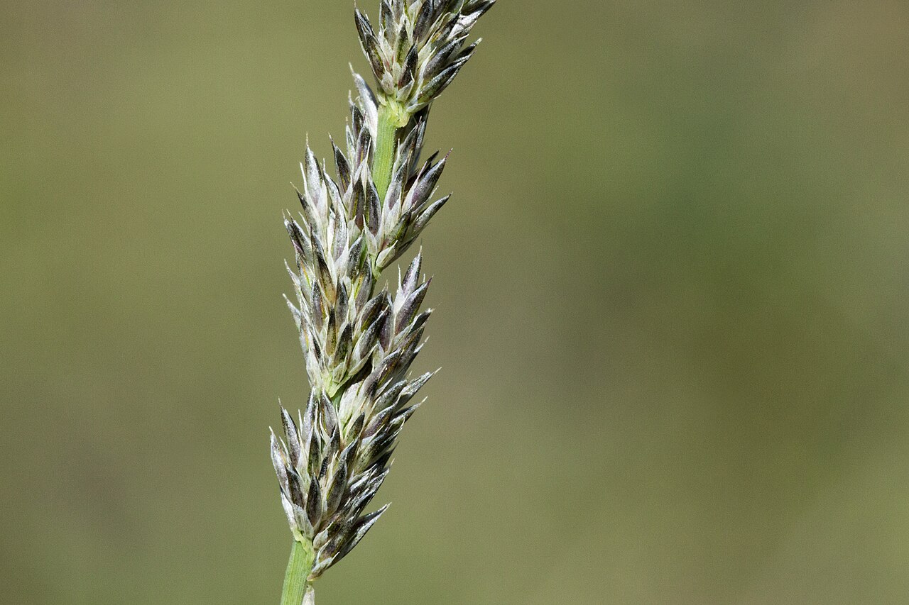 Spike Muhly (Muhlenbergia wrightii) - PlantNative.org Close-up of a spike muhly (Muhlenbergia wrightii) seed head showing the dense, narrow, spikelike panicle of tightly packed spikelets
