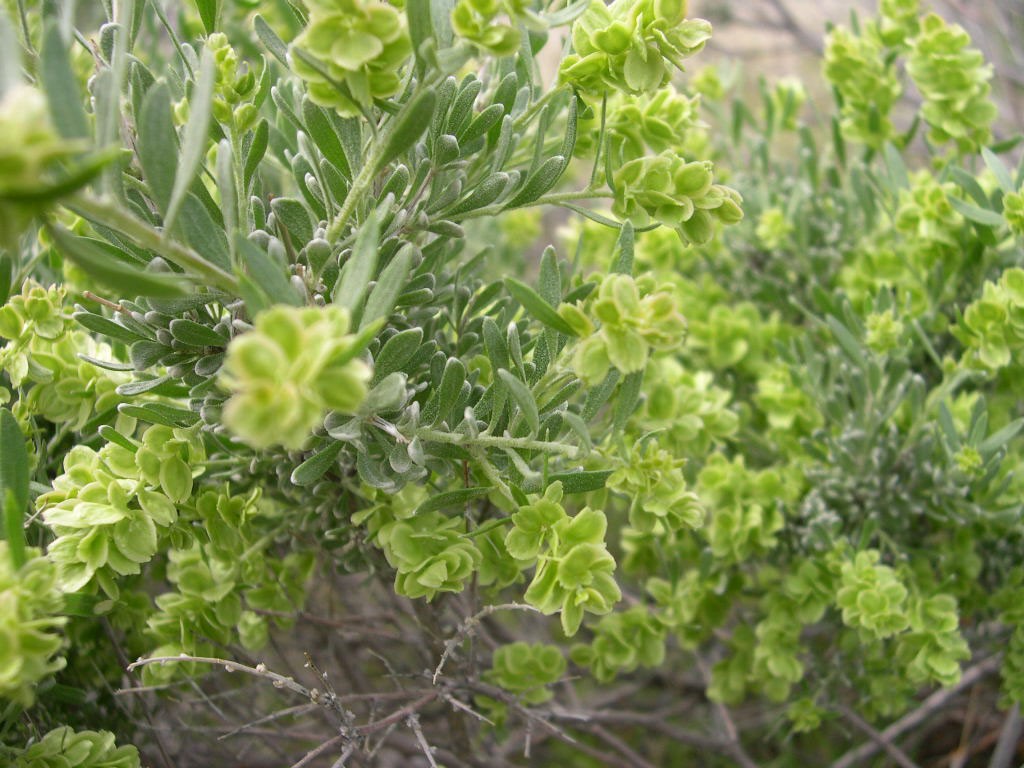 Spiny Hopsage (Grayia spinosa) - PlantNative.org Close-up of spiny hopsage (Grayia spinosa) spring foliage and small yellow-green male flower clusters