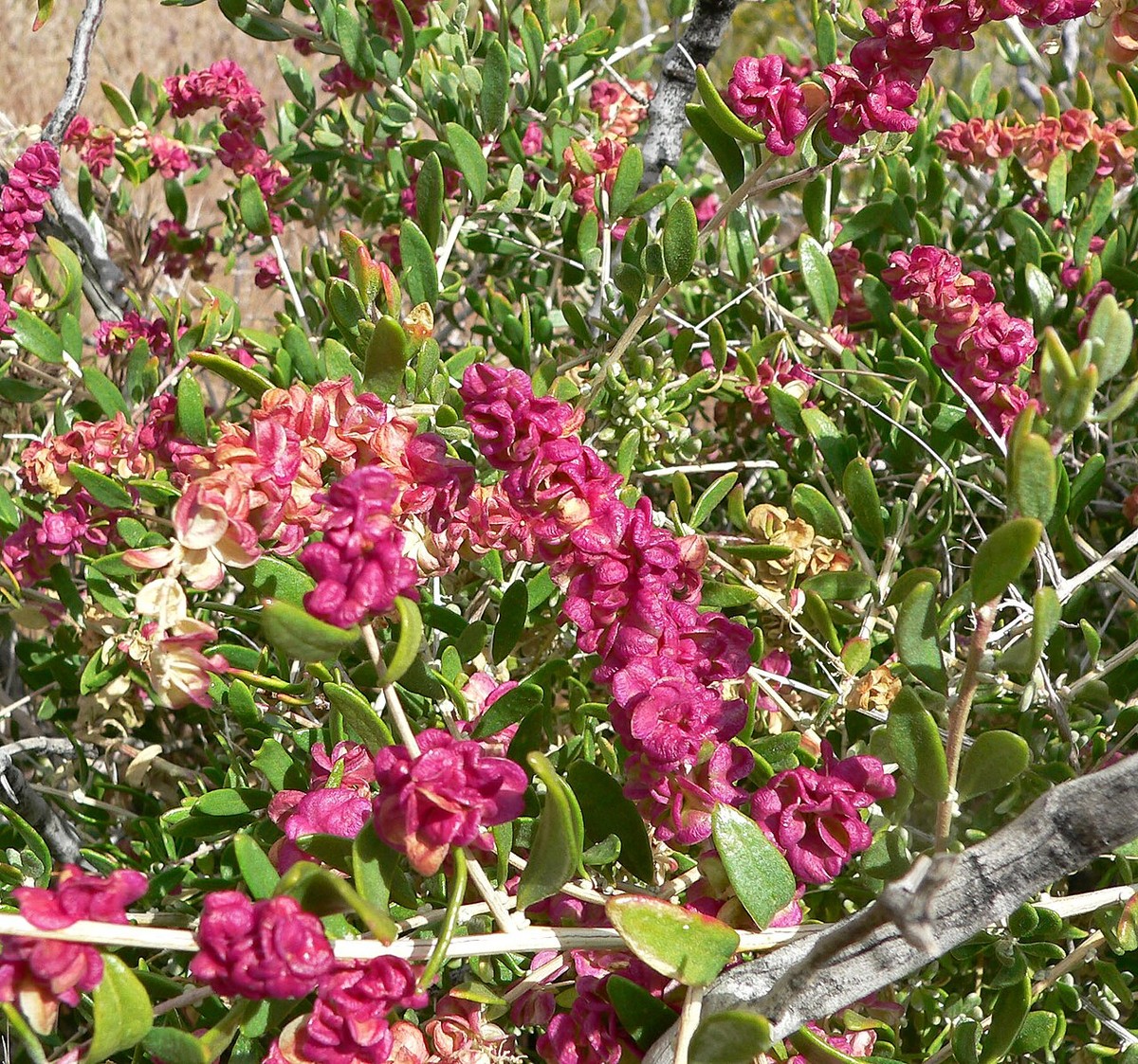 Spiny Hopsage (Grayia spinosa) - PlantNative.org Close-up of the vivid rose-pink to magenta winged fruiting bracts of female spiny hopsage (Grayia spinosa)
