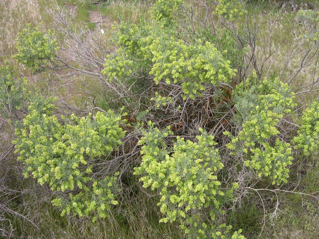 Spiny Hopsage (Grayia spinosa) - PlantNative.org Several rounded spiny hopsage (Grayia spinosa) shrubs with bright yellow-green spring foliage growing among grasses