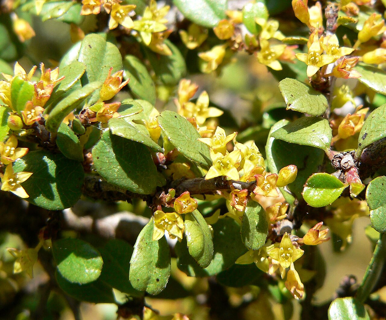 Spiny Redberry (Rhamnus crocea) - PlantNative.org Close-up of spiny redberry (Rhamnus crocea) small yellow star-shaped flowers among rounded glossy leaves