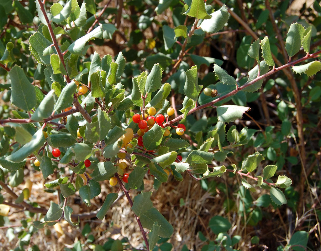 Spiny Redberry (Rhamnus crocea) - PlantNative.org Spiny redberry (Rhamnus crocea) branch with orange and red berries among small spine-tipped leaves