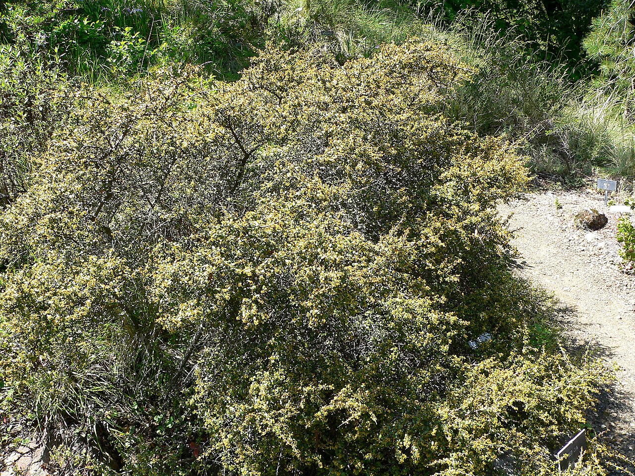 Spiny Redberry (Rhamnus crocea) - PlantNative.org Spiny redberry (Rhamnus crocea) shrub forming a dense rounded mound in a California botanic garden