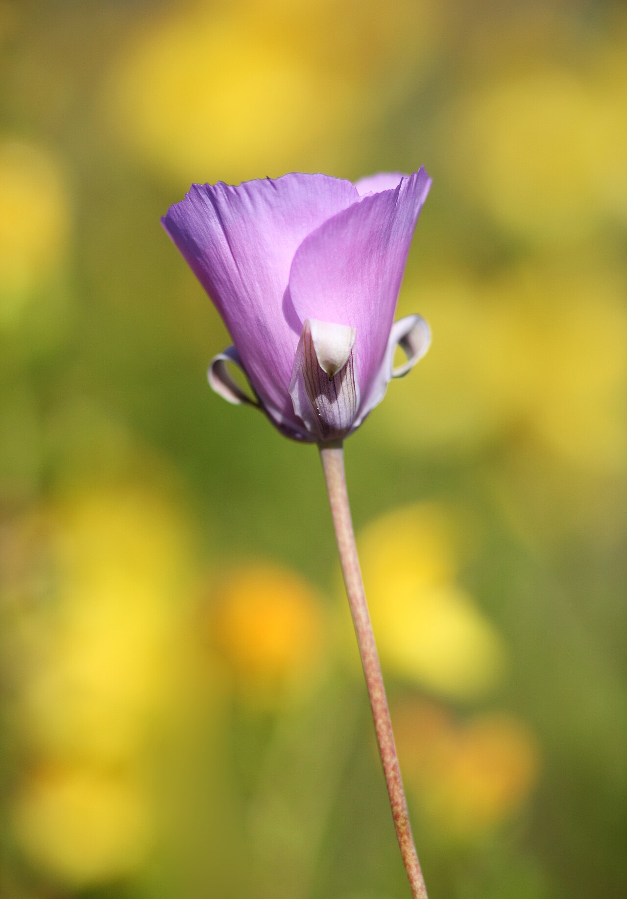 Splendid Mariposa Lily (Calochortus splendens) - PlantNative.org Splendid mariposa lily (Calochortus splendens) flower with lavender-pink petals growing among California wildflowers