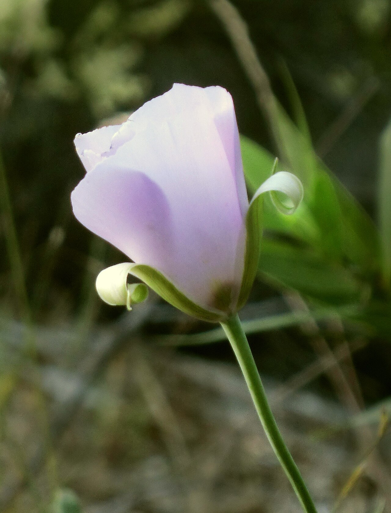 Splendid Mariposa Lily (Calochortus splendens) - PlantNative.org Splendid mariposa lily (Calochortus splendens) side view showing the cupped lavender petals and slender flower stalk