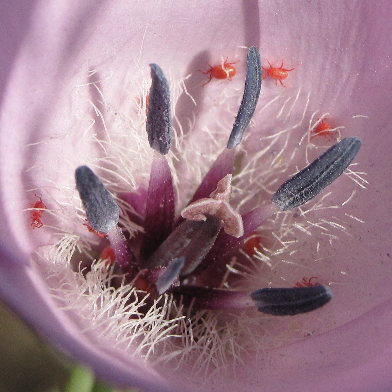 Splendid Mariposa Lily (Calochortus splendens) - PlantNative.org Close-up interior of a splendid mariposa lily flower showing grayish anthers and dense fringe of hairs lining the base of the petals