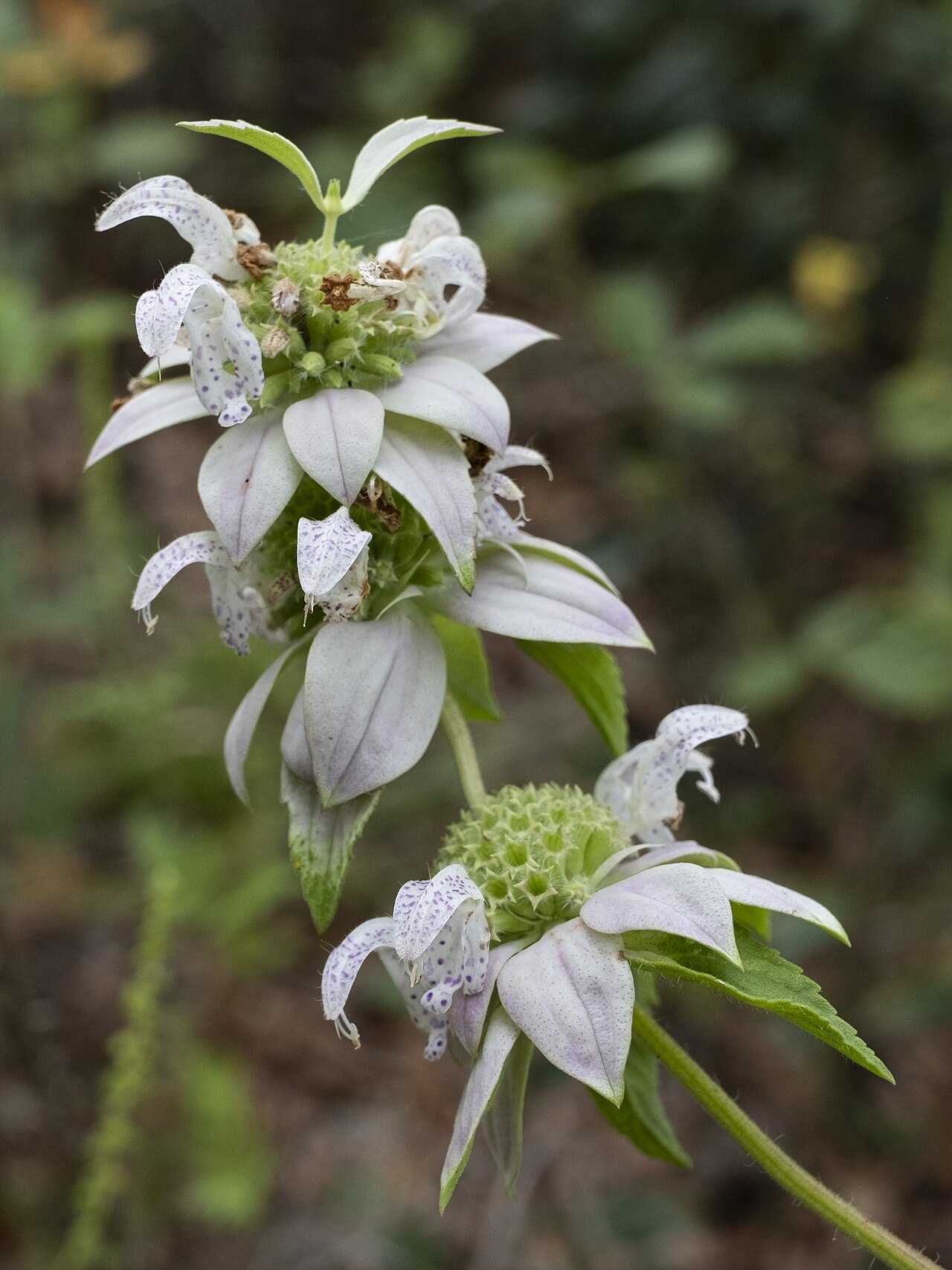 Spotted Beebalm (Monarda punctata) - PlantNative.org Spotted beebalm (Monarda punctata) flowering stalk showing whorled yellow purple-spotted flowers beneath whitish bracts