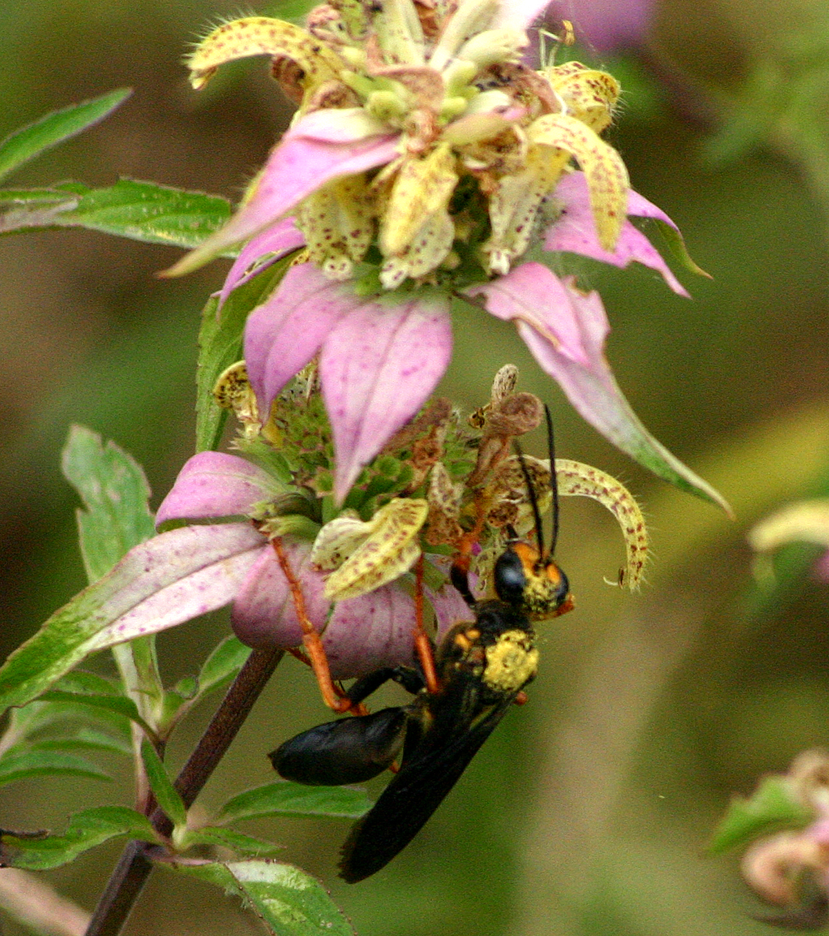 Spotted Beebalm (Monarda punctata) - PlantNative.org A large black and yellow wasp foraging on spotted beebalm flowers covered in pollen