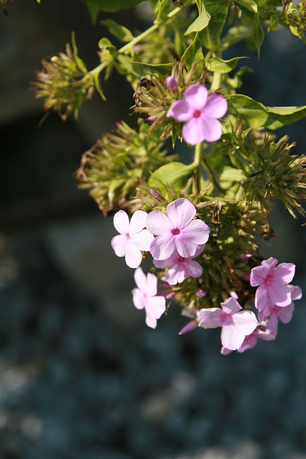 Spotted Phlox (Phlox maculata) - PlantNative.org Spotted phlox (Phlox maculata) flowers and foliage close-up
