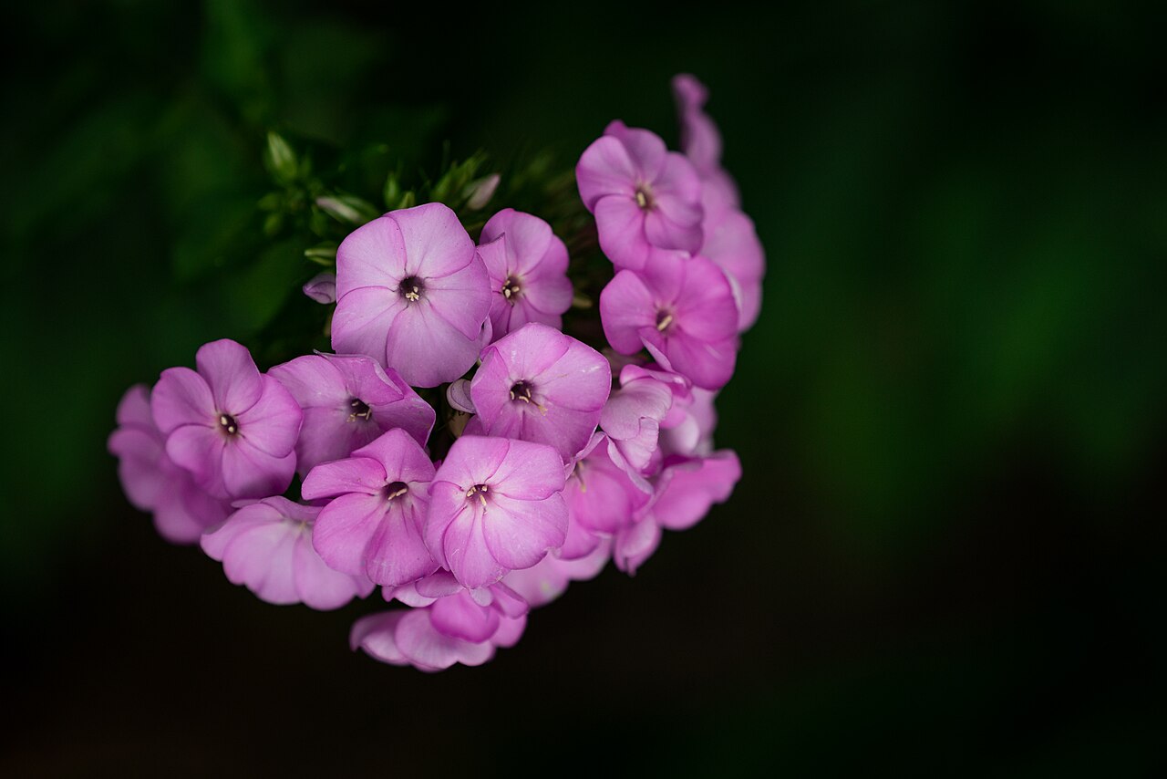 Spotted Phlox (Phlox maculata) - PlantNative.org Spotted phlox (Phlox maculata) flower cluster blooming, Maryland