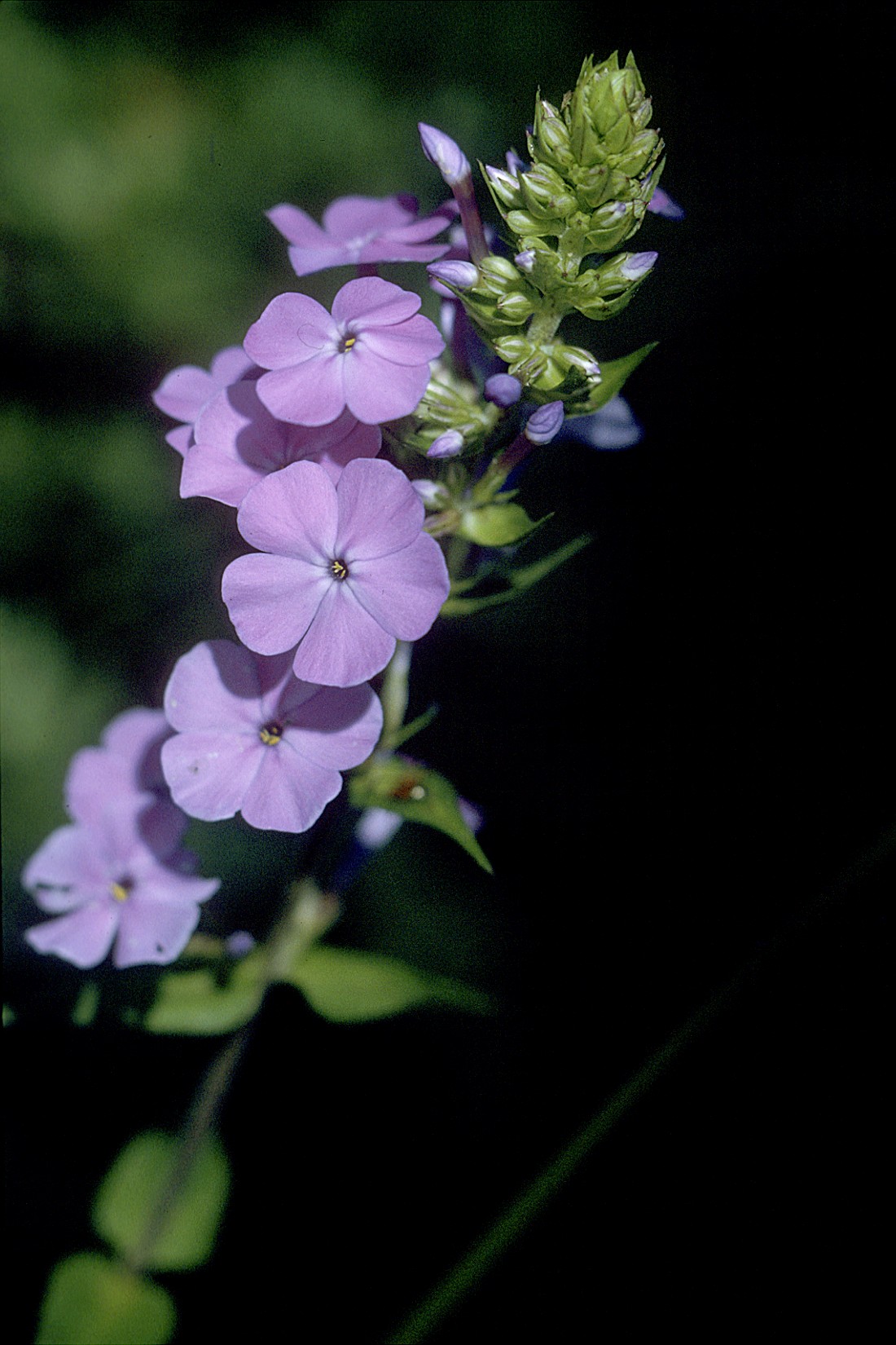 Spotted Phlox (Phlox maculata) - PlantNative.org Close-up of spotted phlox (Phlox maculata) flower cluster, buds, and narrow glossy leaves
