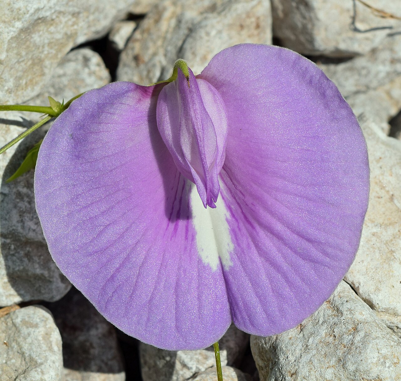 Spurred Butterfly Pea (Centrosema virginianum) - PlantNative.org Close-up of a spurred butterfly pea (Centrosema virginianum) flower showing the broad upside-down banner petal and hooked keel