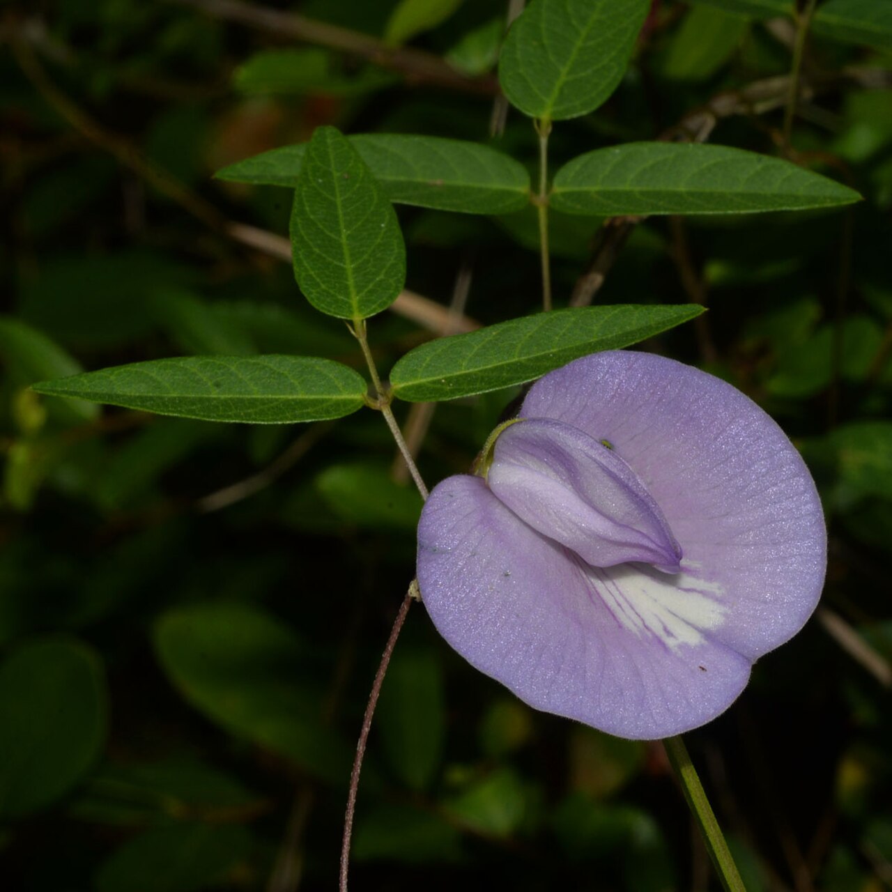 Spurred Butterfly Pea (Centrosema virginianum) - PlantNative.org Spurred butterfly pea (Centrosema virginianum) vine with trifoliate leaves and lavender flower growing in Polk County, Texas