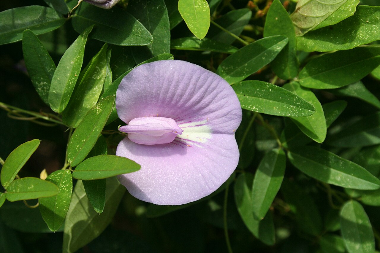 Spurred Butterfly Pea (Centrosema virginianum) - PlantNative.org Spurred butterfly pea (Centrosema virginianum) twining vine with purplish-lavender flowers at Big Talbot Island, Florida