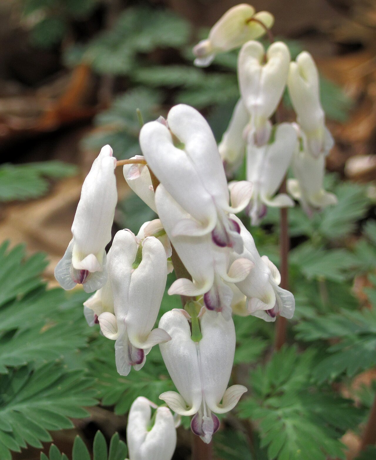 Close-up of squirrel corn (Dicentra canadensis) heart-shaped white flowers with pale green tips and lavender-pink blush at the base