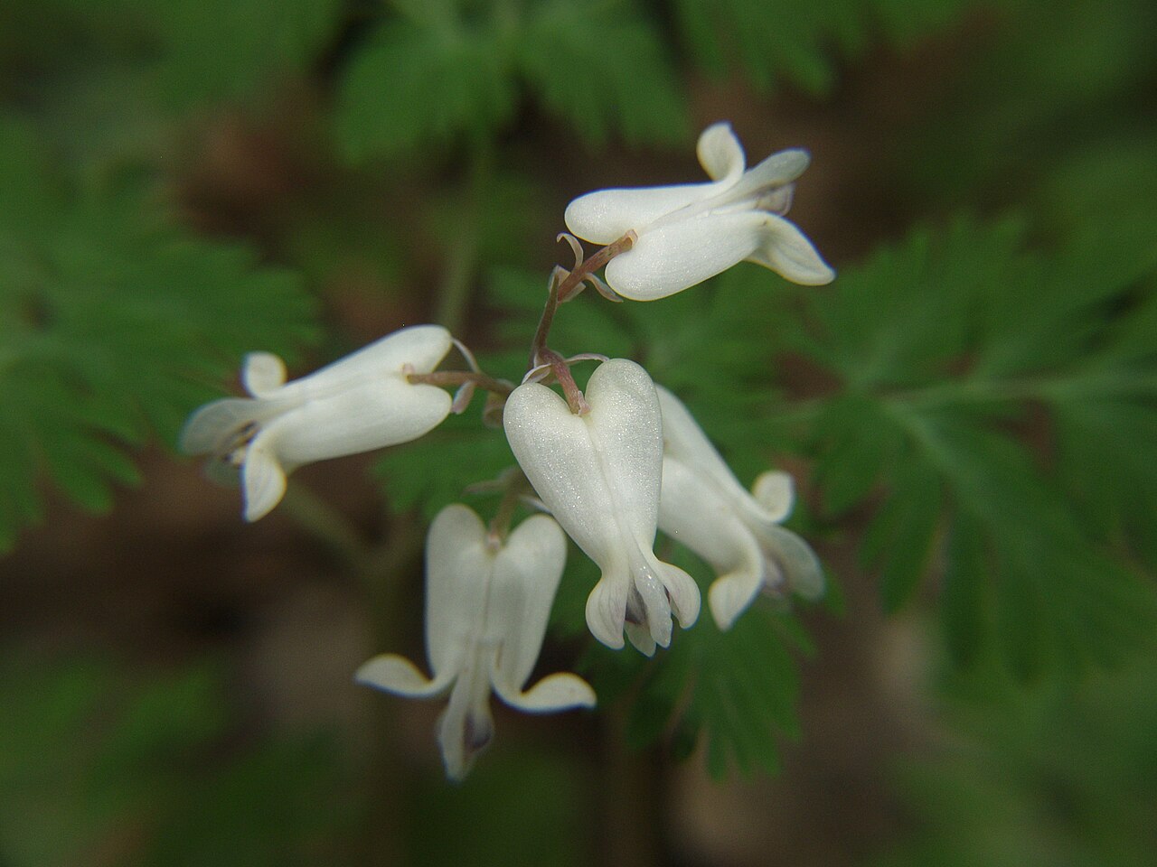 Squirrel corn (Dicentra canadensis) flowering among its lacy blue-green foliage in a Pennsylvania woodland
