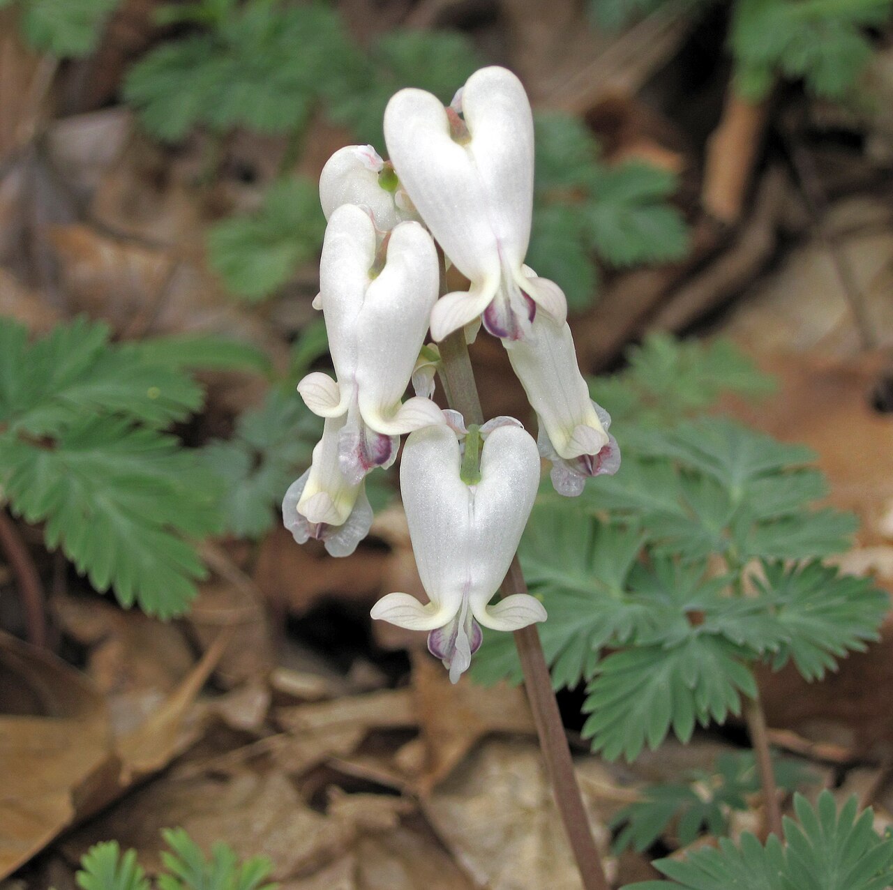Squirrel corn (Dicentra canadensis) flowering stem with heart-shaped white flowers and finely divided leaves in Ohio woodland