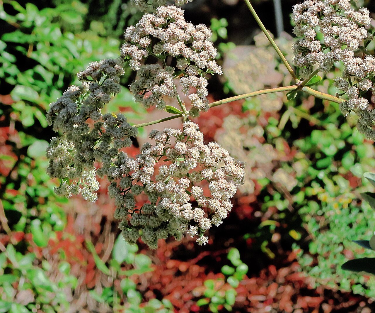 St. Catherine's Lace (Eriogonum giganteum) - PlantNative.org Close-up of the large, frothy cream and pink flower clusters of St. Catherine's lace (Eriogonum giganteum)