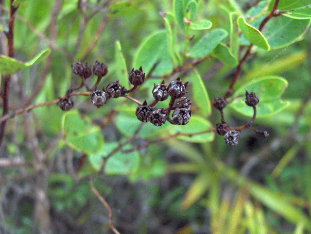 Staggerbush (Lyonia mariana) - PlantNative.org Staggerbush branch with dried round seed capsules persisting after leaf drop