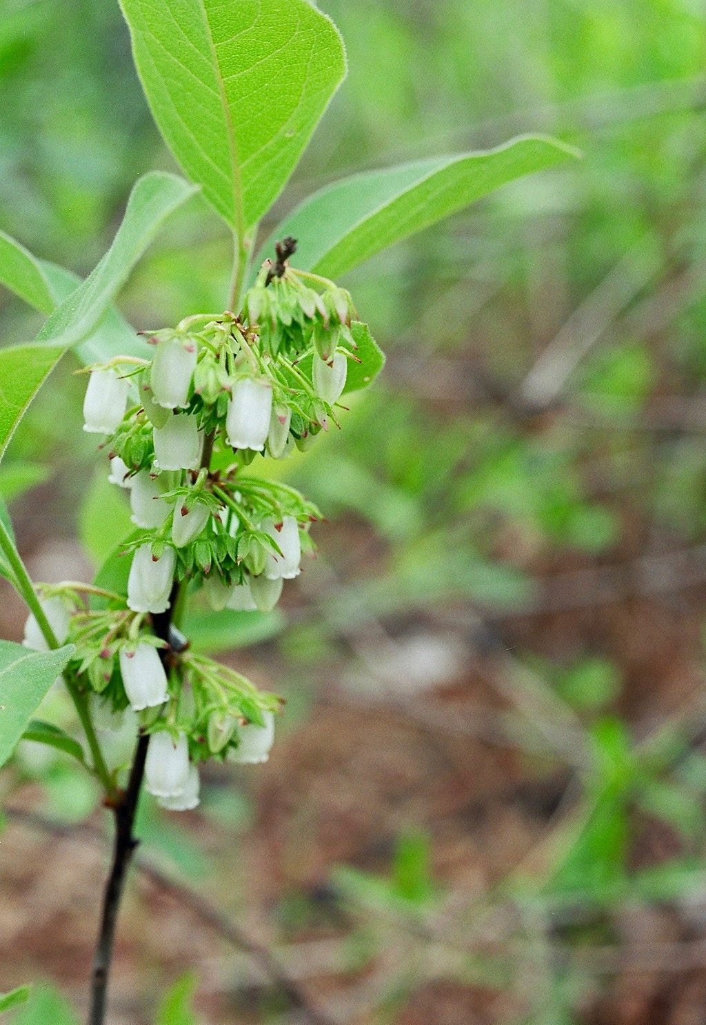 Staggerbush (Lyonia mariana) - PlantNative.org Close-up of Staggerbush white urn-shaped flower clusters hanging from a bare stem