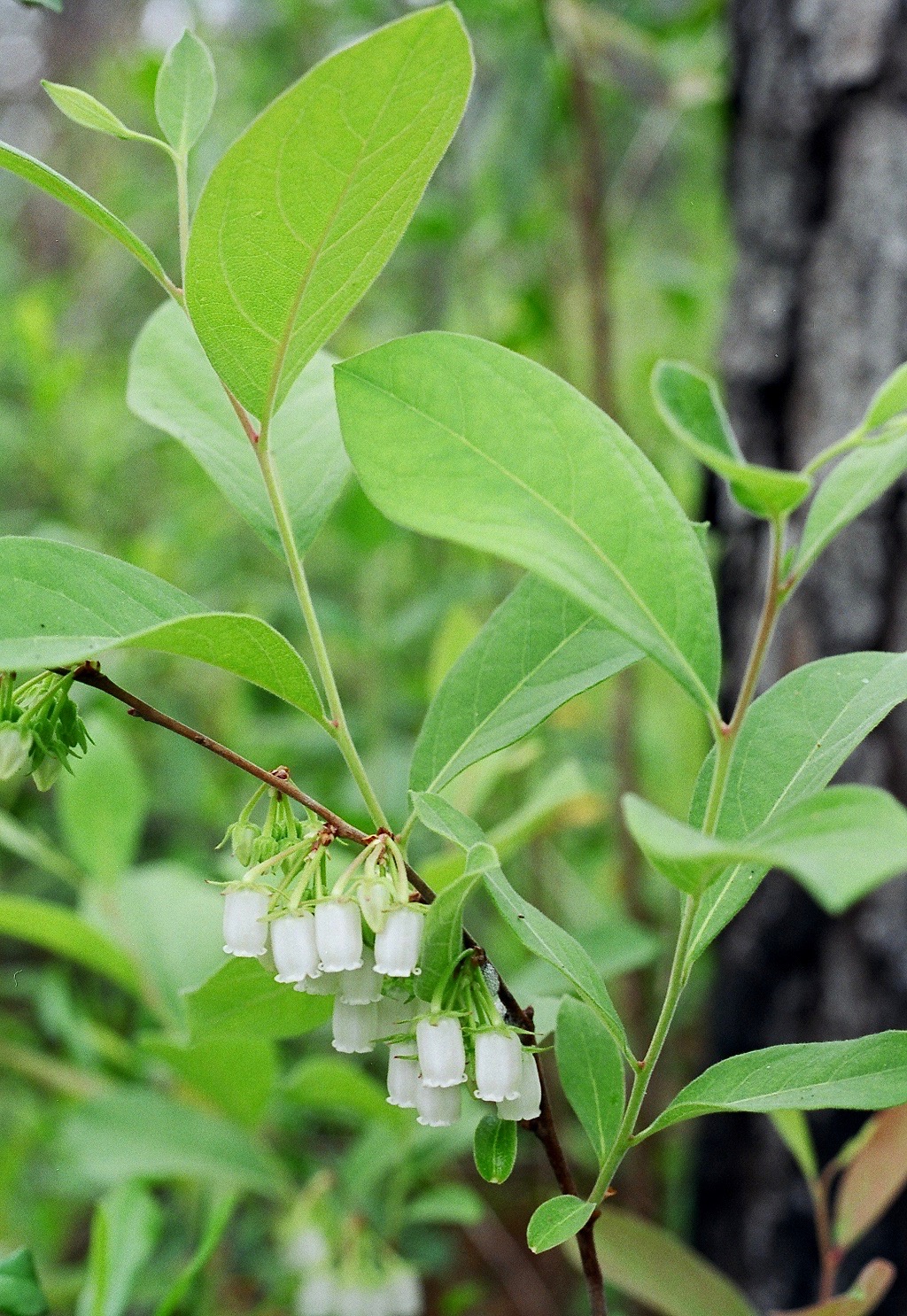Staggerbush (Lyonia mariana) - PlantNative.org Staggerbush (Lyonia mariana) branch with oval leaves and clusters of small white urn-shaped flowers