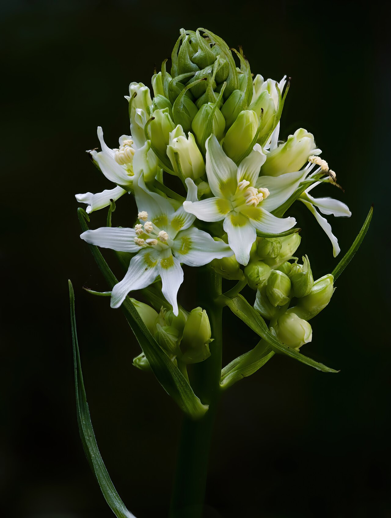 Star Lily (Toxicoscordion fremontii) - PlantNative.org Star lily (Toxicoscordion fremontii) flower spike with creamy white six-petaled star-shaped flowers and yellow stamens above grasslike leaves