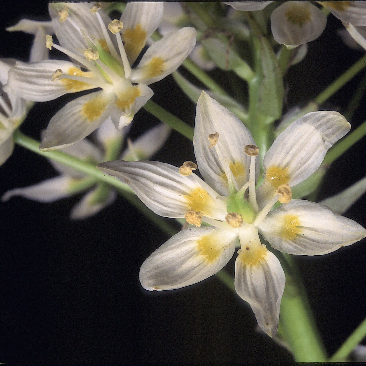 Star Lily (Toxicoscordion fremontii) - PlantNative.org Historic photograph of star lily (Toxicoscordion fremontii) flower cluster at Redwood Park, California