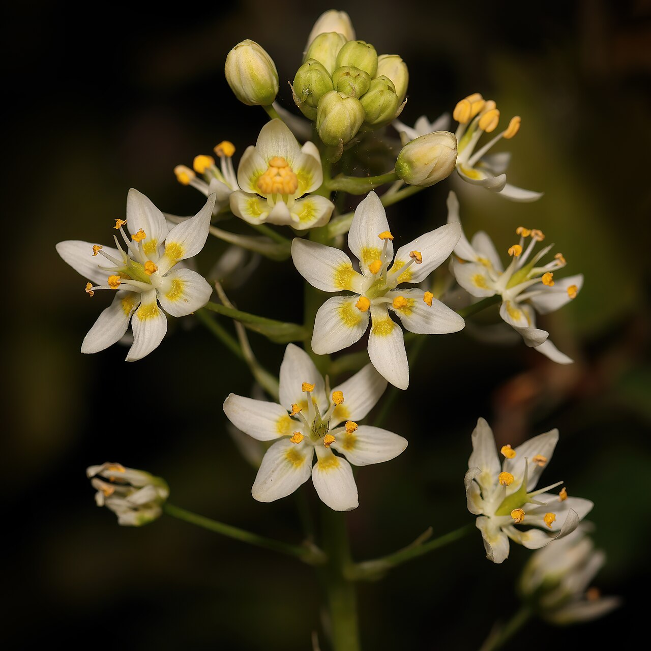 Star Lily (Toxicoscordion fremontii) - PlantNative.org Close-up of star lily (Toxicoscordion fremontii) individual flower showing six white tepals with yellow-green centers and stamens