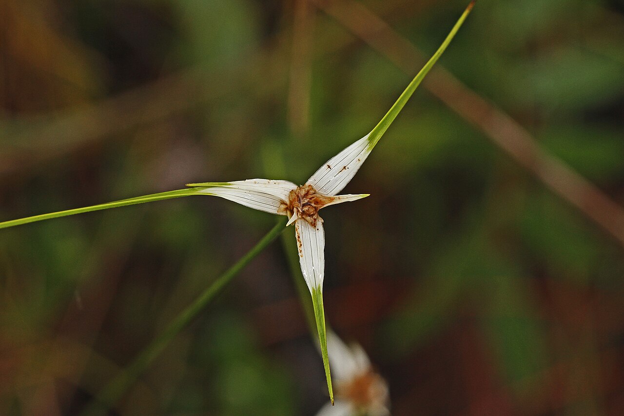 Starrush Whitetop (Rhynchospora colorata) - PlantNative.org Starrush Whitetop (Rhynchospora colorata) flower with slender white bracts tipped in green, held above narrow grass-like leaves