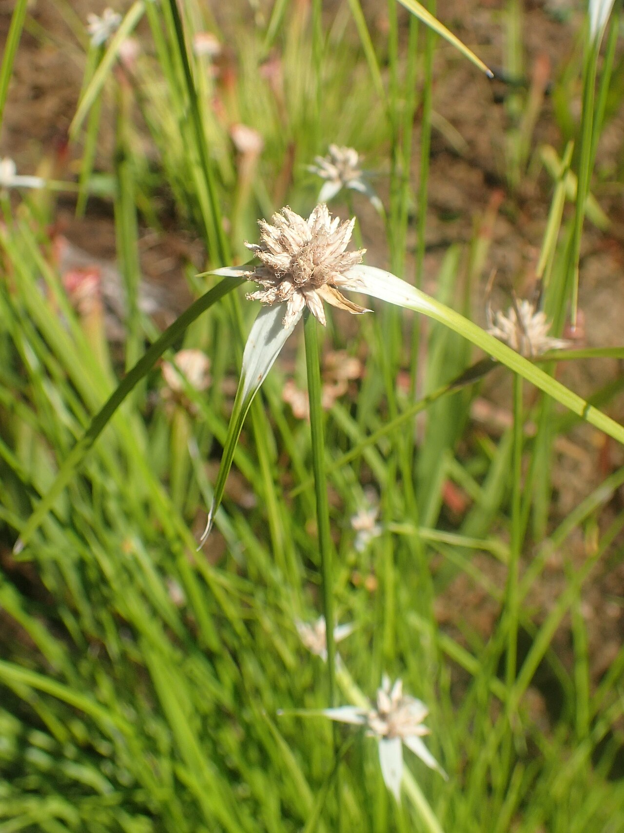 Starrush Whitetop (Rhynchospora colorata) - PlantNative.org Starrush Whitetop (Rhynchospora colorata) growing in a damp meadow, its star-shaped white bracts rising above grass-like foliage
