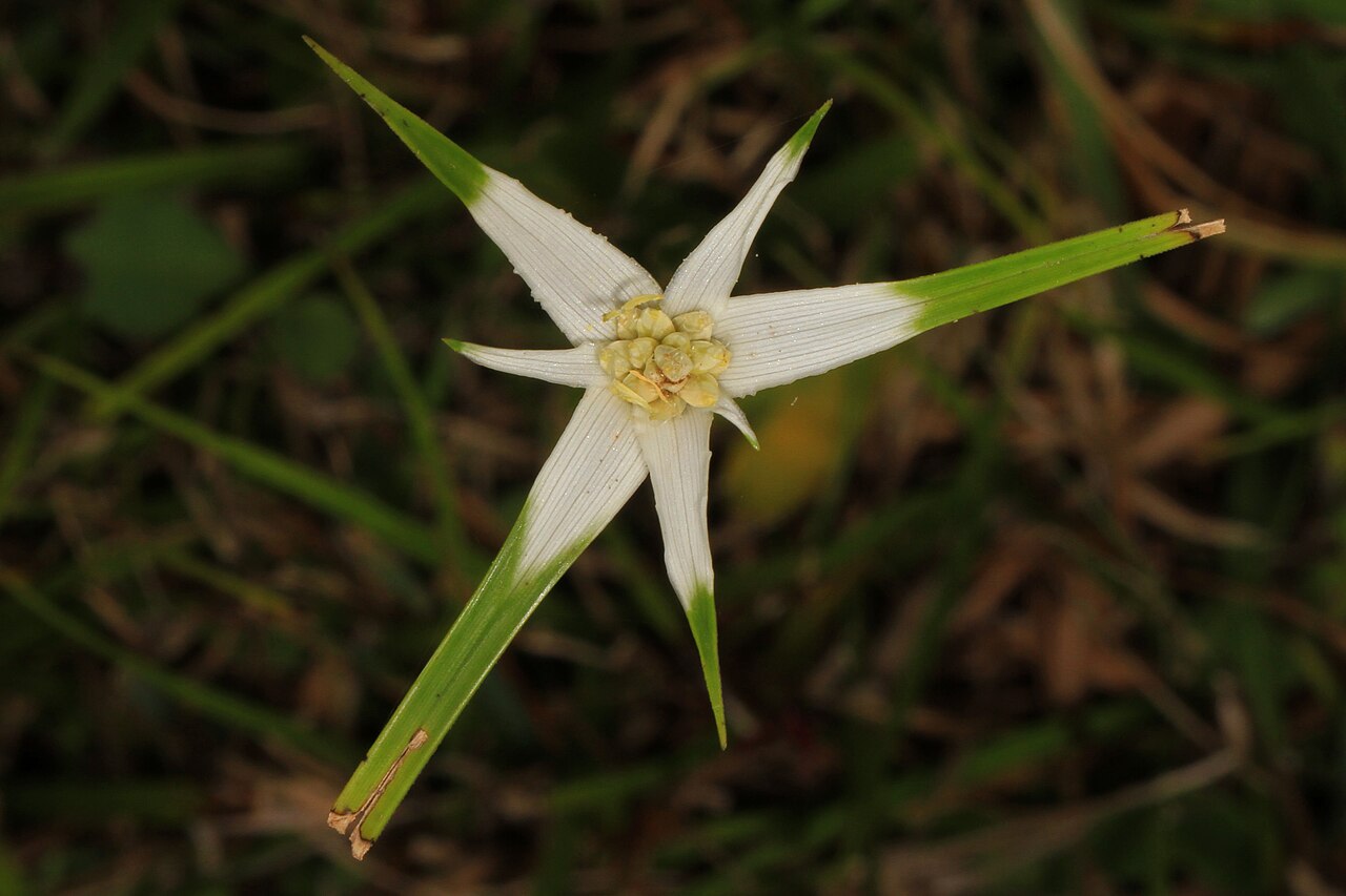 Starrush Whitetop (Rhynchospora colorata) - PlantNative.org Close-up of the star-shaped white bracts of Starrush Whitetop (Rhynchospora colorata) surrounding the small central flower cluster