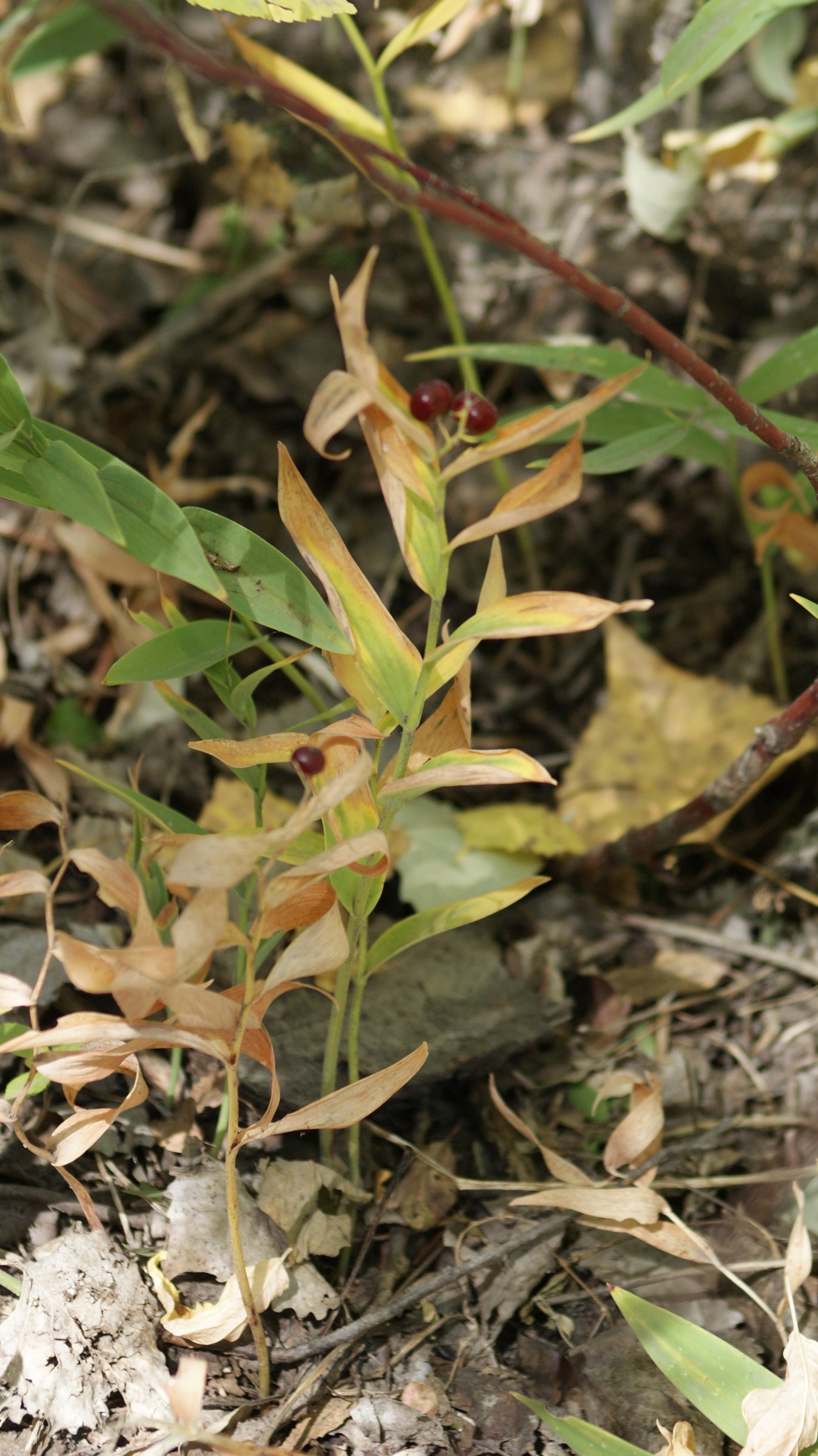 Starry False Lily berries ripening from green and maroon stripes to dark red among yellowing fall foliage