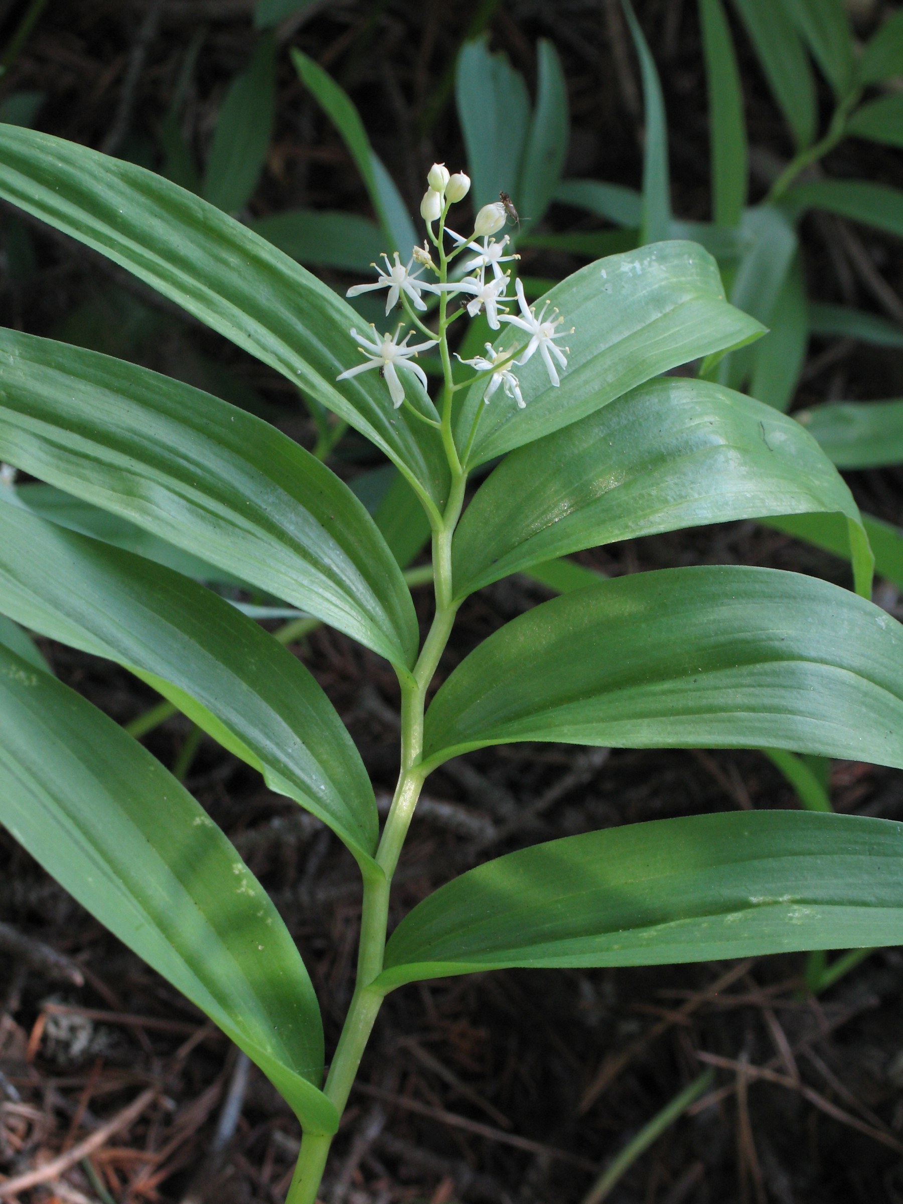 Close-up of Starry False Lily star-shaped white flowers with narrow spreading tepals