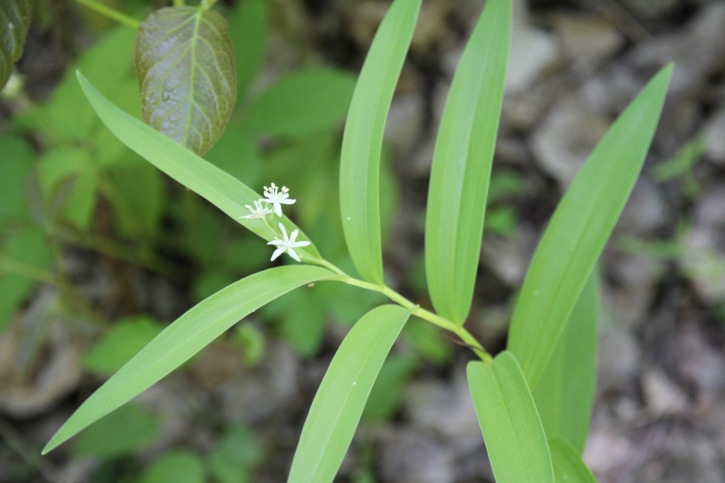 Starry False Lily (Maianthemum stellatum) plant showing arching stem, parallel-veined leaves, and small cluster of star-shaped white flowers