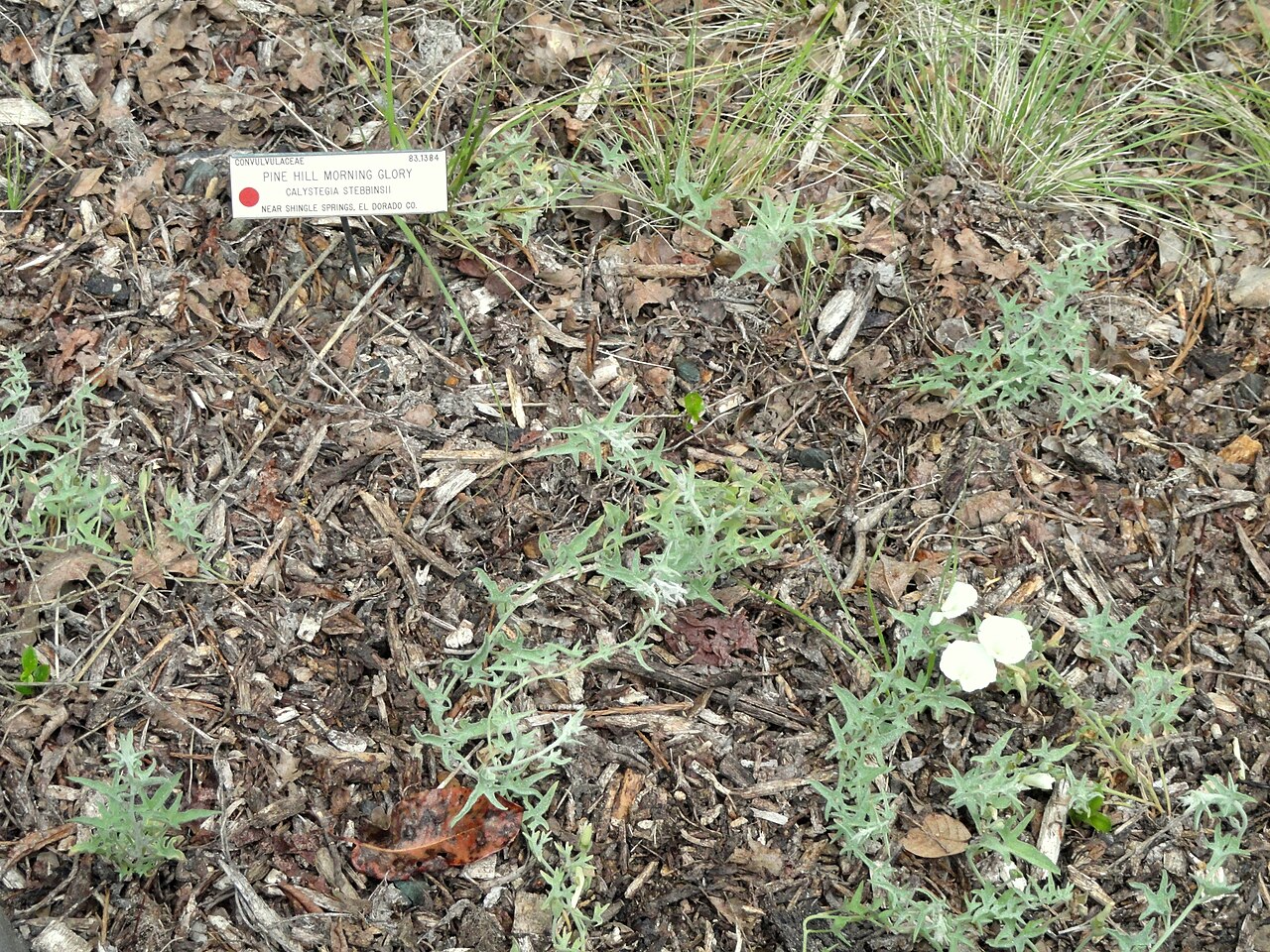 Stebbins' Morning-glory (Calystegia stebbinsii) - PlantNative.org Low, spreading gray-green foliage of Stebbins' morning-glory (Calystegia stebbinsii) with small white flowers, growing in rocky leaf litter beside an identification label reading Pine Hill Morning Glory