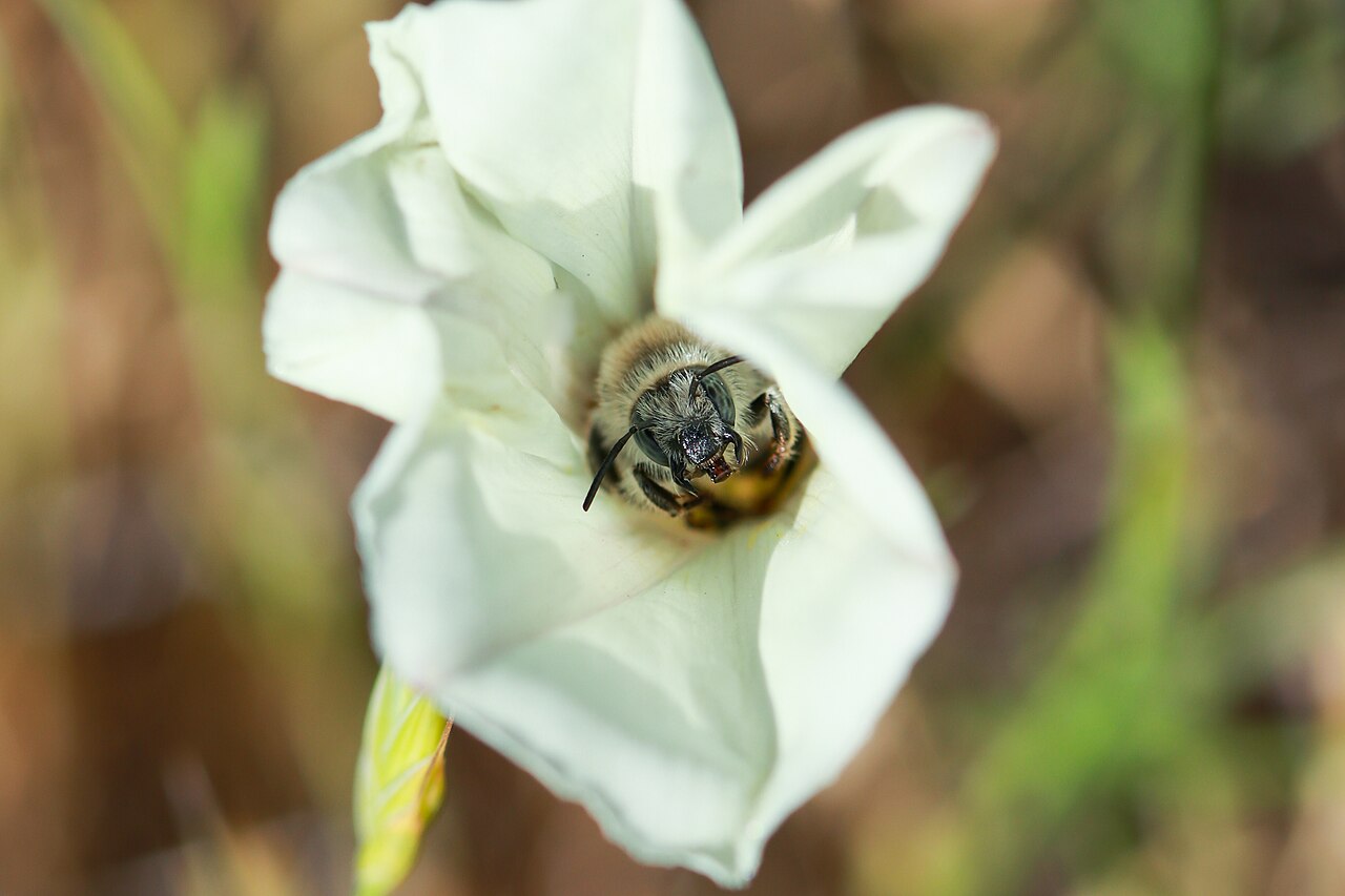 Stebbins' Morning-glory (Calystegia stebbinsii) - PlantNative.org A native digger bee (Diadasia bituberculata) foraging inside a white flower of Stebbins' morning-glory (Calystegia stebbinsii) at Pine Hill Preserve