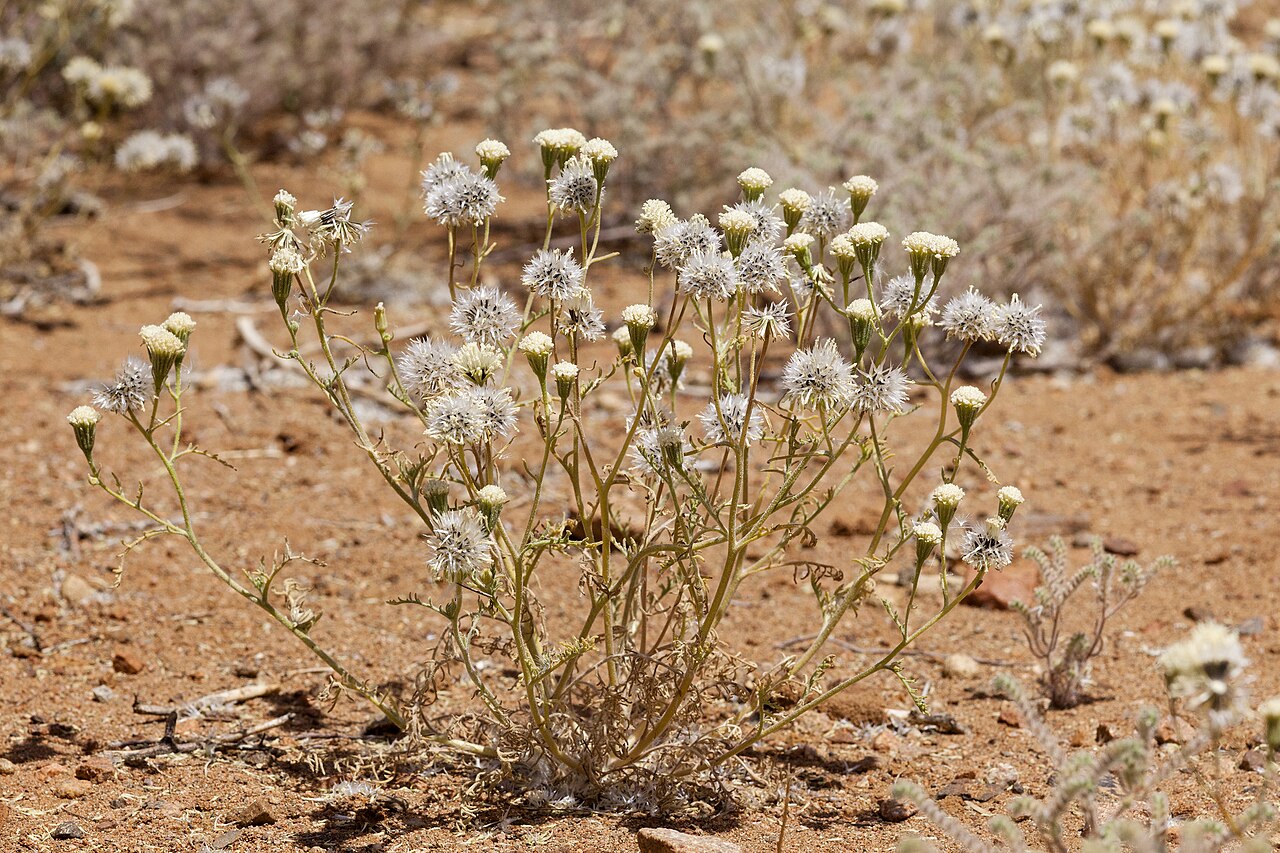 Close-up of a single pale pink and white pincushion-shaped flower head of Steve's pincushion on a hairy stem