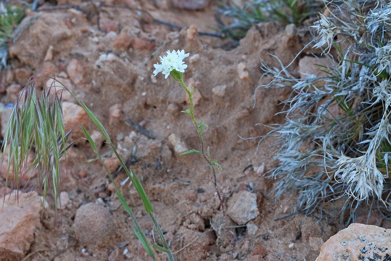 A mature, bushy clump of Steve's pincushion in bloom on sandy desert soil near Zion National Park, Utah
