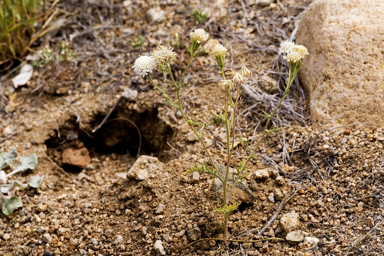 Steve's pincushion (Chaenactis stevioides) flowering plant growing from gravelly desert soil near a rodent burrow