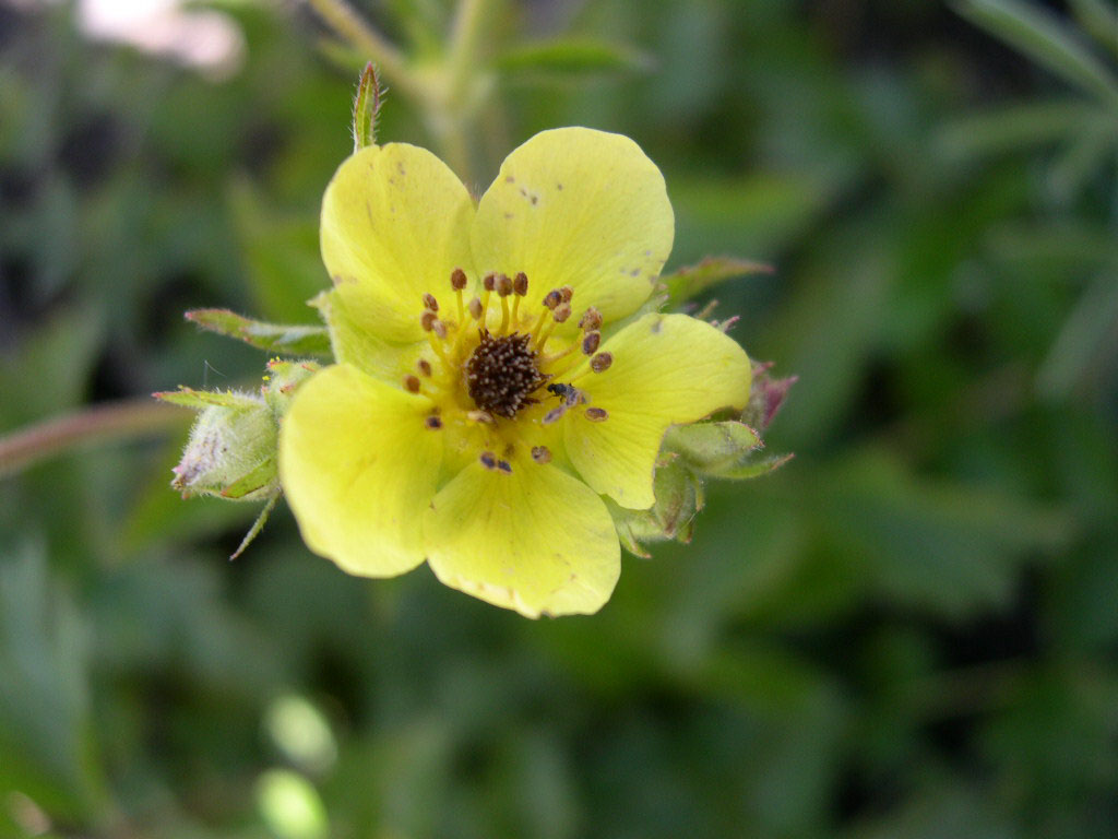 Sticky Cinquefoil (Potentilla glandulosa) - PlantNative.org Sticky Cinquefoil (Potentilla glandulosa) flower showing golden stamens and sticky glandular calyx