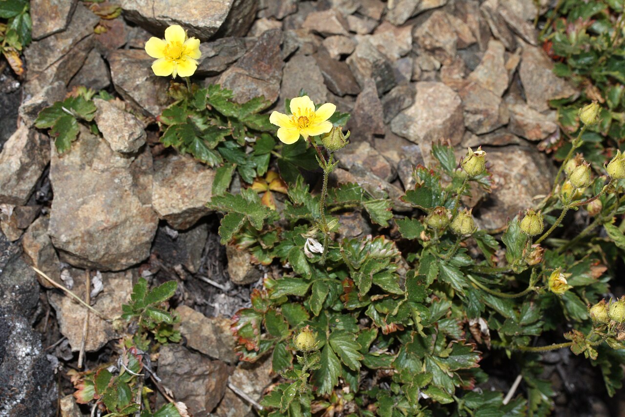Sticky Cinquefoil (Potentilla glandulosa) - PlantNative.org Sticky Cinquefoil (Potentilla glandulosa) growing among rocky talus with pale yellow five-petaled flowers