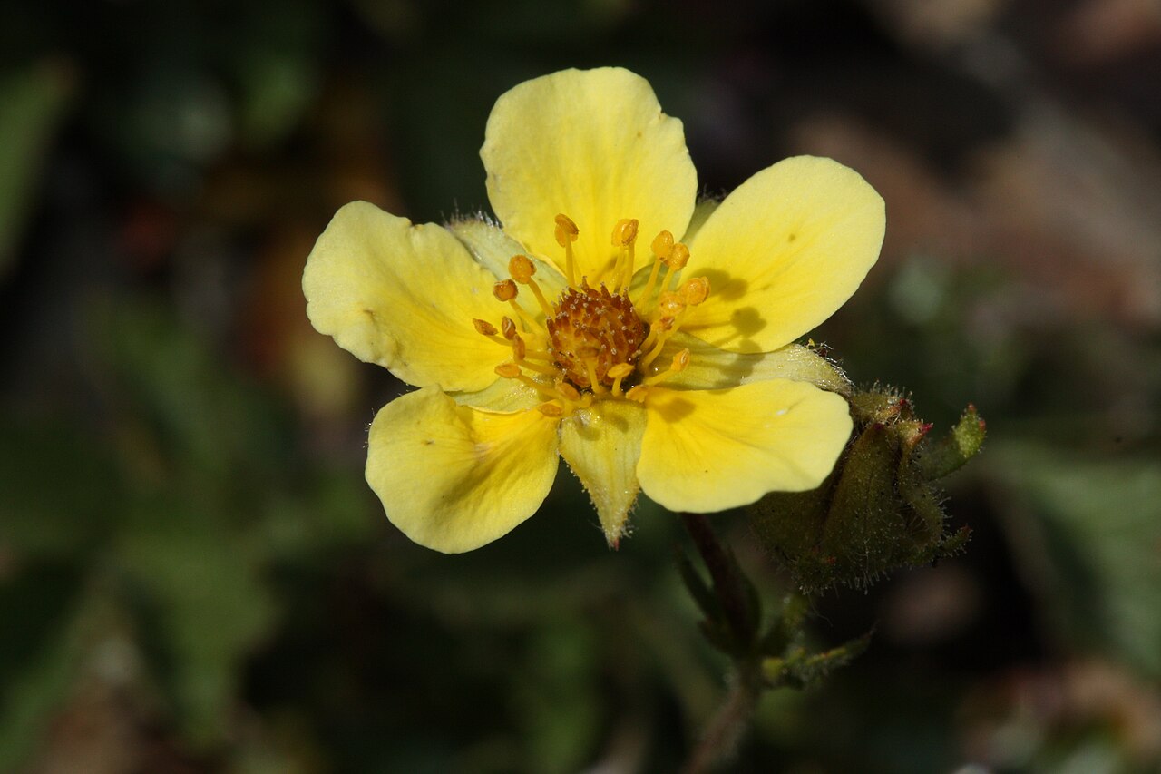 Sticky Cinquefoil (Potentilla glandulosa) - PlantNative.org Close-up of a Sticky Cinquefoil (Potentilla glandulosa) flower showing five pale yellow petals and glandular hairy calyx